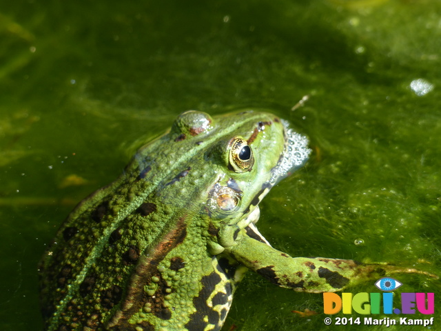 FZ008211 Submerged Marsh frog (Pelophylax ridibundus)